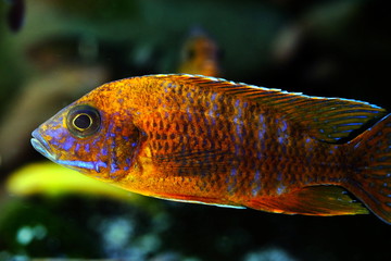 Malawi cichlid fish in aquarium