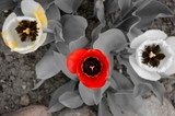 Fototapeta Kwiaty - tulipany