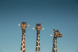 Giraffes safarie day