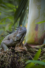 IGUANA 2