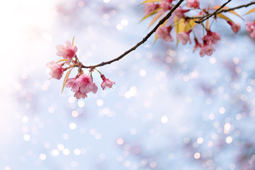 Wall Mural - beautiful sakura flower (cherry blossom) in spring. sakura tree flower on blue sky with blur light b