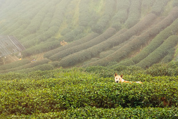 The dog at Tea Plantation 2000 in the morning on a foggy day.Thailand.