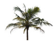 © kuarmungadd - coconut tree isolated on white background with Clipping Path
