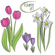 vector color rose tulip white daffodil blue crocus spring flower set