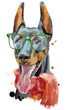 Watercolor portrait doberman with glasses and red scarf