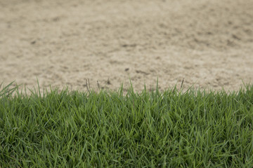 Wall Mural - background of green grass with sand bunker in a golf course