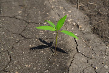 small tree growing on cracked ground concept