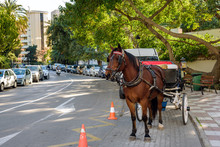 Horse Carriage Is Staying At Street Of Marbella Town, Spain