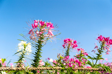 Wall Mural - Pink and white spider flower agent blue sky