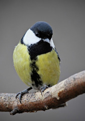 Wall Mural - Great Tit