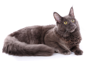 Naklejka na meble Maine Coon, 7 months old, lying and looking up