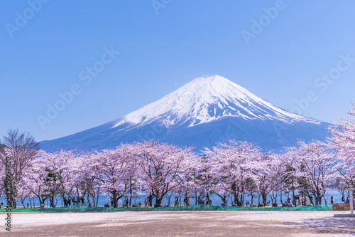 Dekoracja na wymiar  gora-fuji-widziana-z-jeziora-kawaguchi-wiosna-w-japonii-krajobraz-kwitnacej-wisni