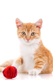 Fototapeta Koty - Playful red kitten on a white