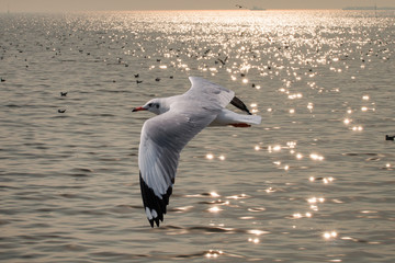 Wall Mural - Seagulls flying over the sea