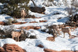 Herd of Bighorn Sheep (ovis canadensis) on sunny winter day in Zion National Park in Utah United States