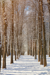 Wall Mural - Winter tree alley