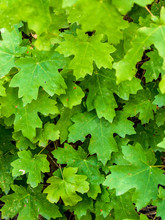 Green Ground Vine Leaves, Arizona
