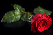 piękna czerwona róża na czarnym tle