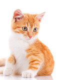 Fototapeta Koty - Red nice kitten. Cat isolated