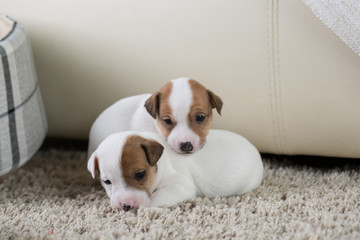 Wall Mural - Jack Russell puppy