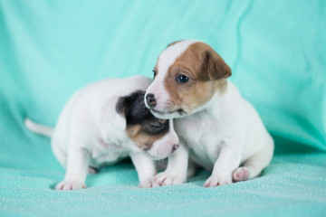 Wall Mural - Jack Russell puppies