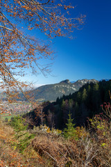 Poster - Blick aus dem Herbstwald auf die Burgruine Falkenstein im Allgäu in Bayern, Deutschland.