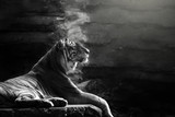 Fototapeta Zwierzęta - Sumatran tiger