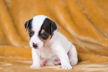 Poster - Jack Russell puppy