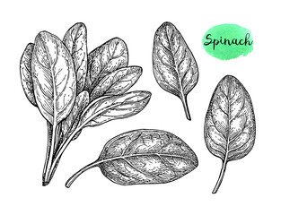 Wall Mural - Ink sketch of spinach.