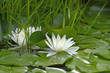 Weiße Seerose (Nymphaea alba) - white water rose
