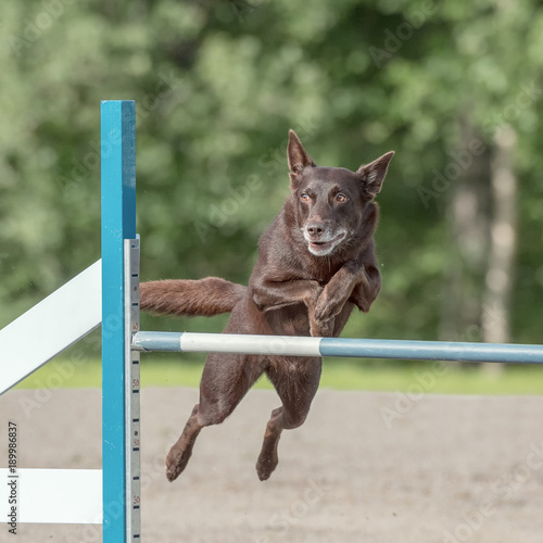 kelpie agility