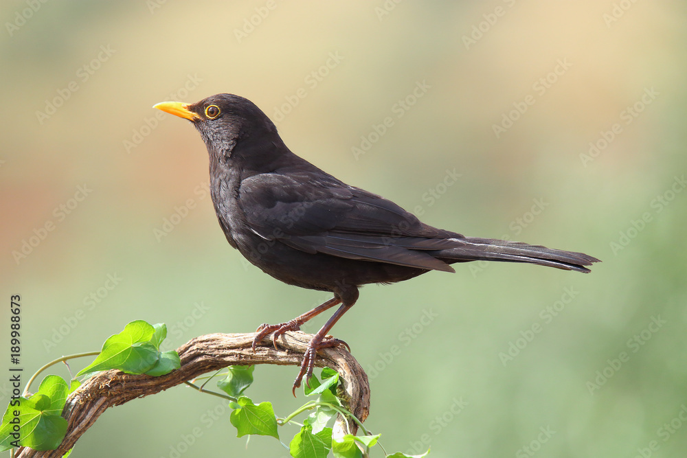 Common blackbird perched on a branch with ivy - obrazy, fototapety, plakaty 