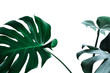 Real monstera leaves decorating for composition design.Tropical,botanical nature concepts