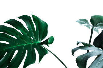 Wall Mural - Real monstera leaves decorating for composition design.Tropical,botanical nature concepts