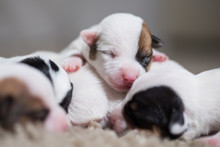 Newborn Puppies Breed Jack Russel Terrier Sleeping