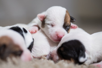 Wall Mural - newborn puppies breed jack russel terrier sleeping