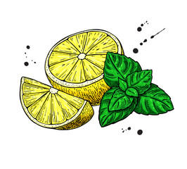 Wall Mural - Lemons and mint vector drawing.  Hand drawn sliced fruit piece a