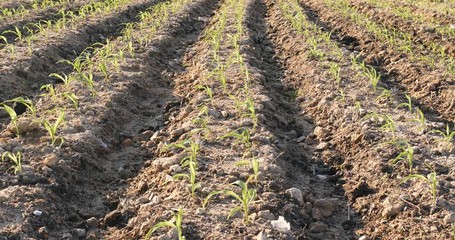 Wall Mural - New corn sprout in field