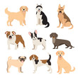 Flat style dogs collection. Cartoon dogs breeds set. Vector illustration isolated on white