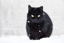 Black Cat And Snow, Snowfall