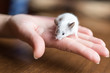 © Artsiom P - Decorative mouse on hand