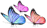 Fototapeta Motyle - beautiful butterflies, hand drawn, isolated on a white