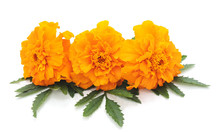Three Orange Flowers.