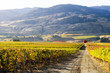 Oliver Okanagan Valley Vineyard British Columbia