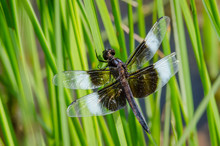 Widow Skimmer Dragonfly In Grass Free Stock Photo - Public Domain Pictures