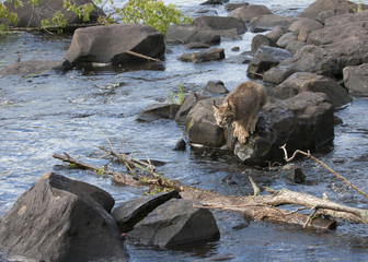 Wall Mural - Lynx Jumping From Rock to Rock Across River