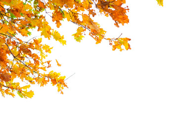 autumn orange leaves on a white background.