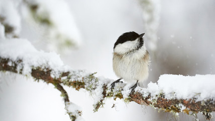 Poster - Willow tit in winter