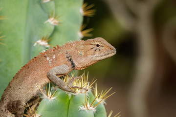 Wall Mural - Image of a chameleon on nature background. Reptile. Animal.