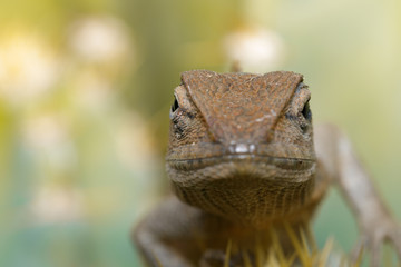 Wall Mural - Image of a chameleon on nature background. Reptile. Animal.